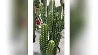 Bonsaï de simulation de plantes de cactus artificiels de conception classique pour la décoration intérieure